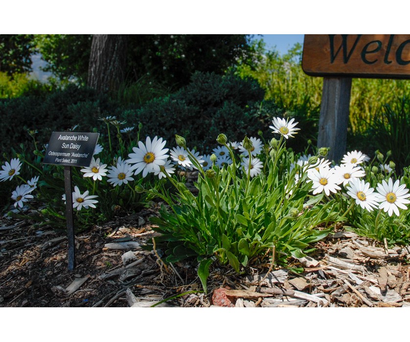Avalanche White Sun Daisy